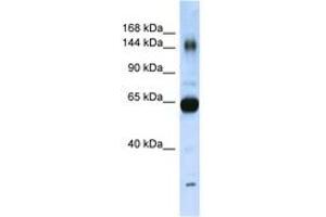 Image no. 1 for anti-Collagen, Type XI, alpha 2 (COL11A2) (AA 323-372) antibody (ABIN6741878) (COL11A2 抗体  (AA 323-372))