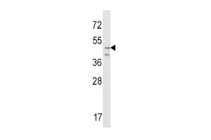 Western blot analysis of CRHR2 Antibody (N-term) (ABIN390757 and ABIN2841015) in NIH-3T3 cell line lysates (35 μg/lane). (CRHR2 抗体  (N-Term))