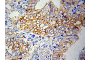 Immunohistochemistry of paraffin-embedded H-spleen using VCAM1 Antibody. (VCAM1 抗体  (AA 300-400))