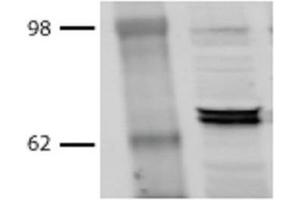 Western Blot analysis of Bovine MDBK cell lysates showing detection of Hsp70 protein using Mouse Anti-Hsp70 Monoclonal Antibody, Clone BB70 . (HSP70/HSC70 抗体  (PE))