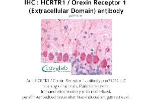 Image no. 1 for anti-Hypocretin (Orexin) Receptor 1 (HCRTR1) (2nd Extracellular Domain) antibody (ABIN1735351) (HCRTR1 抗体  (2nd Extracellular Domain))