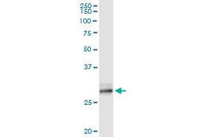 Immunoprecipitation of KLK7 transfected lysate using anti-KLK7 MaxPab rabbit polyclonal antibody and Protein A Magnetic Bead , and immunoblotted with KLK7 purified MaxPab mouse polyclonal antibody (B02P) . (Kallikrein 7 抗体  (AA 1-253))