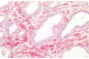 Detection of FPGS in Human Smooth muscle of Prostate Tissue using Polyclonal Antibody to Folylpolyglutamate Synthase, Mitochondrial (FPGS) (FPGS 抗体  (AA 210-439))