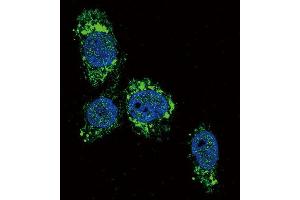 Immunofluorescence (IF) image for anti-Glucokinase (Hexokinase 4) (GCK) antibody (ABIN2930453) (GCK 抗体)
