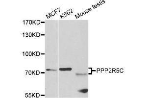 Western blot analysis of extracts of various cell lines, using PPP2R5C antibody. (PPP2R5C 抗体)