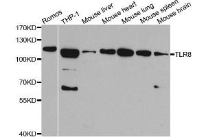 Western blot analysis of extracts of various cell lines,using TLR8 antibody. (TLR8 抗体)