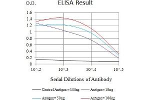Black line: Control Antigen (100 ng),Purple line: Antigen (10 ng), Blue line: Antigen (50 ng), Red line:Antigen (100 ng) (FZD4 抗体  (AA 37-222))