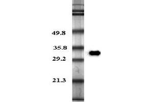 Western blot analysis in human plasma using anti-Adiponectin (human), pAb (Biotin)  at 0. (ADIPOQ 抗体  (Biotin))