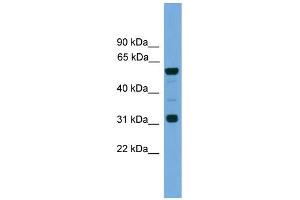 WB Suggested Anti-Gja10 Antibody Titration:  0. (GJa10 抗体  (N-Term))