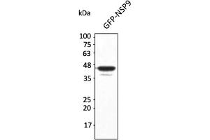 Western Blotting (WB) image for anti-SARS-CoV-2 Non-Structural Protein 9 (NSP9) antibody (ABIN7273002) (SARS-CoV-2 NSP9 抗体)