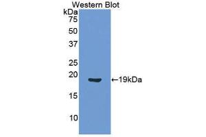 Western Blotting (WB) image for anti-Angiopoietin 1 (ANGPT1) (AA 284-452) antibody (ABIN1171919) (Angiopoietin 1 抗体  (AA 284-452))