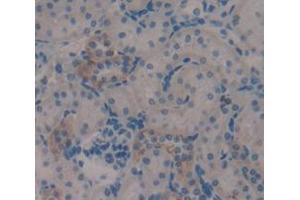IHC-P analysis of Rat Tissue, with DAB staining. (MGEA5 抗体  (AA 271-438))