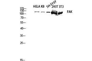 Western Blot (WB) analysis of HeLa KB SH-SY5Y 293T 3T3 lysis using FAK antibody. (FAK 抗体  (Thr402, Thr421, Thr423))