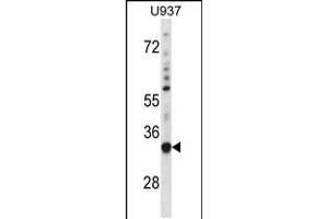 Western blot analysis in U937 cell line lysates (35ug/lane). (SNX15 抗体  (C-Term))
