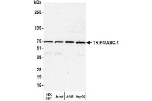 anti-Thyroid Hormone Receptor Interactor 4 (TRIP4) (AA 225-275) antibody