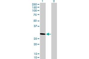 Western Blot analysis of PSME2 expression in transfected 293T cell line by PSME2 MaxPab polyclonal antibody. (PSME2 抗体  (AA 1-239))