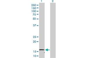 Western Blot analysis of NDUFB1 expression in transfected 293T cell line by NDUFB1 MaxPab polyclonal antibody.