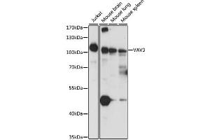 Western blot analysis of extracts of various cell lines, using VAV3 antibody. (VAV3 抗体)