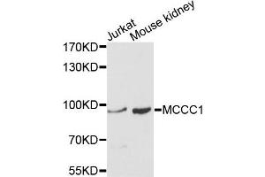 Western blot analysis of extracts of Jurkat and mouse kidney cells, using MCCC1 antibody. (MCCC1 抗体)