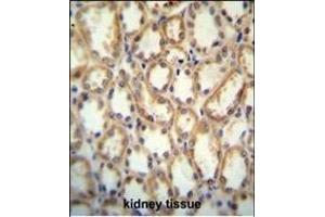 KCNT2 antibody (C-term) (ABIN654309 and ABIN2844095) immunohistochemistry analysis in formalin fixed and paraffin embedded human kidney tissue followed by peroxidase conjugation of the secondary antibody and DAB staining. (KCNT2 抗体  (C-Term))
