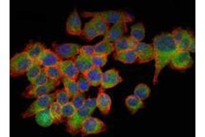 Immunofluorescence analysis of GC-7901 cells using EIF4E mouse mAb (green). (EIF4E 抗体)