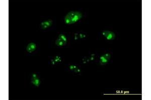 Immunofluorescence of purified MaxPab antibody to NPM3 on HeLa cell.