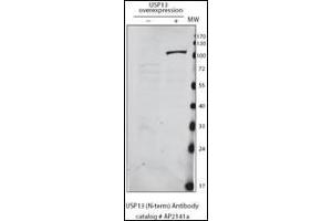 Detection of USP13 in HeLa cells expressing exogenous USP13 by anti-USP13 Pab. (USP13 抗体  (AA 389-419))