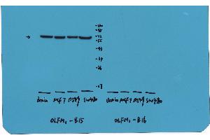 Western Blotting (WB) image for anti-Olfactomedin 1 (OLFM1) antibody (ABIN1874002) (Olfactomedin 1 抗体)