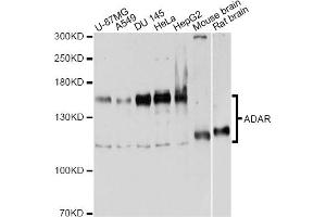 Western blot analysis of extracts of various cell lines, using ADAR antibody. (ADAR 抗体)
