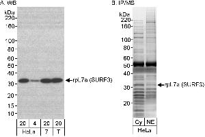 Immunoprecipitation (IP) image for anti-RpL7a/SURF3 (C-Term) antibody (ABIN7453867) (RpL7a/SURF3 (C-Term) 抗体)
