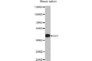 Western blot analysis of extracts of mouse spleen, using CFP antibody (ABIN1876586) at 1:1000 dilution. (CFP 抗体)
