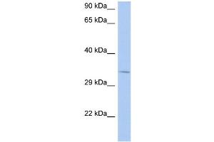 WB Suggested Anti-NAPB Antibody Titration:  0. (NAPB 抗体  (N-Term))