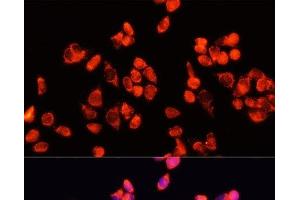 Immunofluorescence analysis of HeLa cells using Angiopoietin 2 Polyclonal Antibody at dilution of 1:100 (40x lens). (Angiopoietin 2 抗体)
