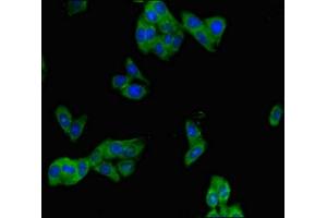 Immunofluorescent analysis of HepG2 cells using ABIN7163679 at dilution of 1:100 and Alexa Fluor 488-congugated AffiniPure Goat Anti-Rabbit IgG(H+L) (PHLDB2 抗体  (AA 734-1030))