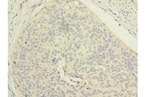 Immunohistochemistry (IHC) image for anti-COX4 Neighbor (COX4NB) (AA 1-210) antibody (ABIN7151982)