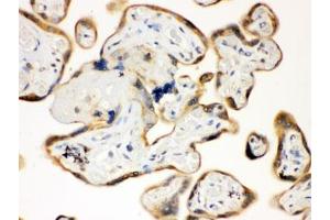 IHC testing of FFPE human placenta with TLR7 antibody. (TLR7 抗体)