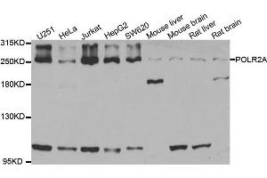 Western blot analysis of extracts of various cell lines, using POLR2A antibody. (POLR2A/RPB1 抗体  (AA 1-260))