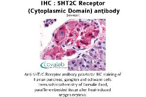 Image no. 1 for anti-5-Hydroxytryptamine (serotonin) Receptor 2C (HTR2C) (3rd Cytoplasmic Domain) antibody (ABIN1731367)