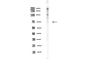 Western blot analysis of lysates from RAW264.