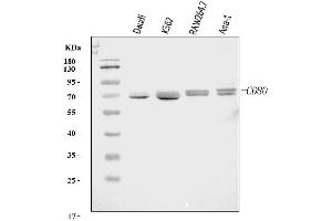 Western blot analysis of Cd80 using anti-Cd80 antibody (ABIN7602197).
