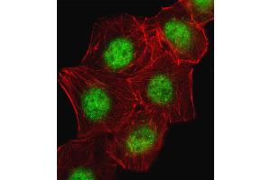 Fluorescent image of A549 cell stained with CREB1 Antibody . (CREB1 抗体  (AA 105-132))