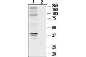 Western blot analysis of a rat cortex lysate: - 1. (OPRD1 抗体  (Extracellular, N-Term))