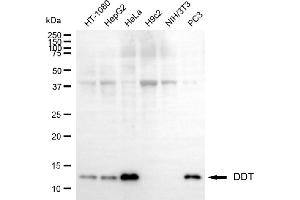 Western blotting analysis using DDT antibody (ABIN7798269). (DDT 抗体)