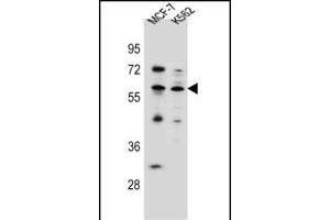 KLF4 Antibody (Center) (ABIN656007 and ABIN2845383) western blot analysis in MCF-7,K562 cell line lysates (35 μg/lane). (KLF4 抗体  (AA 283-314))