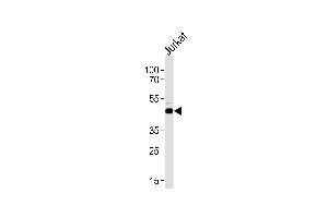 ATG4B Antibody (Center) (ABIN1881082 and ABIN2838473) western blot analysis in Jurkat cell line lysates (35 μg/lane). (ATG4B 抗体  (AA 250-290))