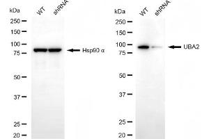 Western blotting analysis using UBA2 antibody (ABIN7800459). (UBA2 抗体)
