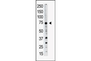 Western blot analysis of PRDM14 polyclonal antibody (ABIN388018 and ABIN2845429) in A549 cell lysate. (PRDM14 抗体  (N-Term))