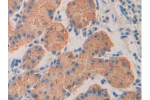 Detection of ISLR in Human Stomach Tissue using Polyclonal Antibody to Immunoglobulin Superfamily Containing Leucine Rich Repeat Protein (ISLR)