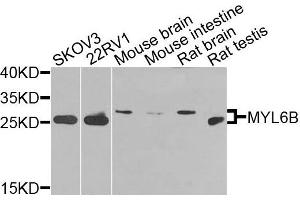 Western blot analysis of extracts of various cells, using MYL6B antibody. (MYL6B 抗体)