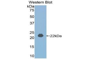 Western blot analysis of the recombinant protein. (IFNA4 抗体  (AA 33-189))